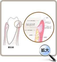 歯周組織の基本