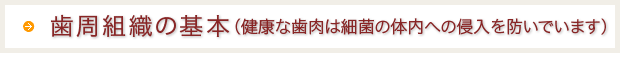 歯周組織の基本：健康な歯肉は細菌の体内への侵入を防いでいます